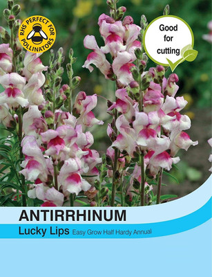 VibeX NBIR-1038-Snapdragon 'Chinese Lanterns' Antirrhinum pendula multiflora 'Chinese Lanterns' F1 Hybrid Seed(150 per packet)