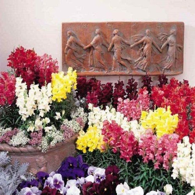 CYBEXIS Antirrhinum - Freesong F1 Seed(50 per packet)