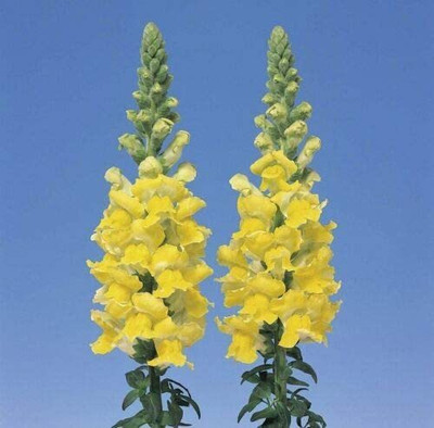 VibeX Antirrhinum - Admiral Yellow F1 Seed(250 per packet)
