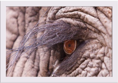 Elephant Eye D2 Paper Poster White Frame | Top Acrylic Glass 19inch x 13inch (48.3cms x 33cms) Paper Print(13 inch X 19 inch, Framed)