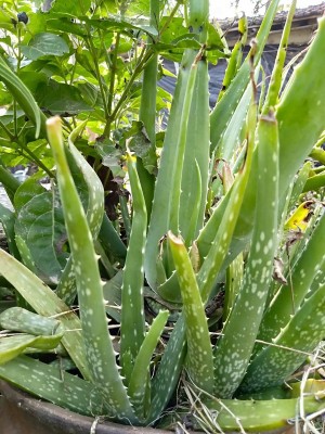 Entacloo Aloe Vera Plant(Hybrid, Pack of 1)