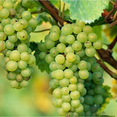 Paudha Grapes Fruit Seed(10 per packet)
