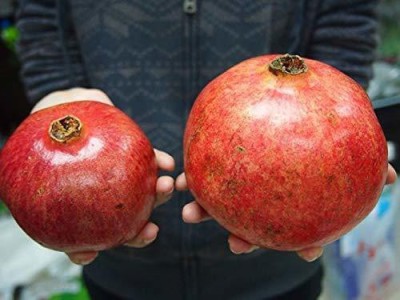 CYBEXIS LXI-39 - Rare Turkey Giant Pomegranate - (90 Seeds) Seed(90 per packet)