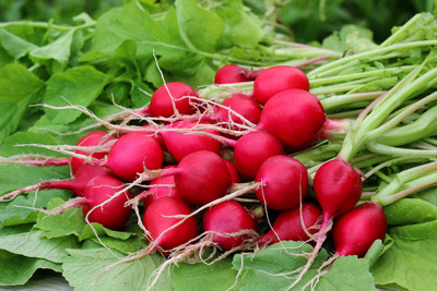 XOLDA Red Round Radish Seed(31 per packet)