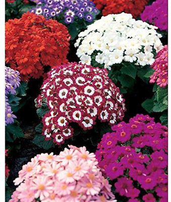 JRYU Cineraria Mix Colour Hybrid Flower Seed(84 per packet)