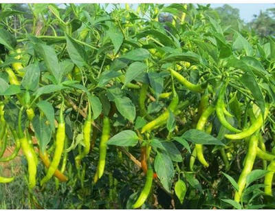 sporos GREEN CHILLI Seed(10 per packet)