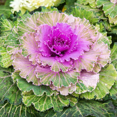 CYBEXIS Kale Viola Mixed Ornamental Cabbage Flower Seed Seed(50 per packet)