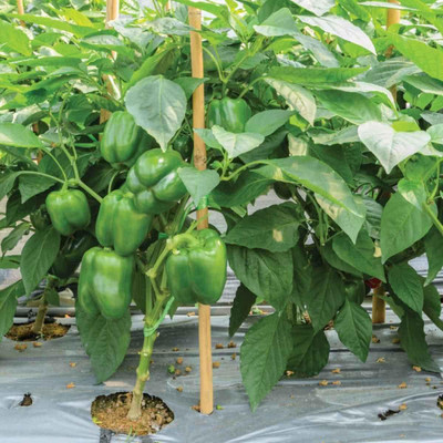 CYBEXIS NDIR-34 - Green Capsicum F1 Hybrid shimla mirch - (1350 Seeds) Seed(1350 per packet)