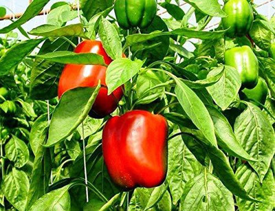 CYBEXIS TLX-75 - Big Red CAPSICUM - (150 Seeds) Seed(150 per packet)