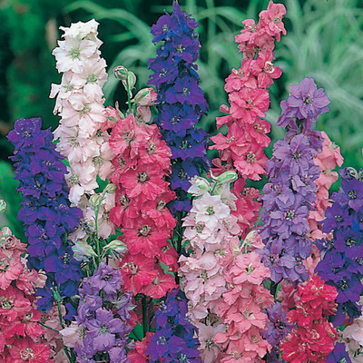 CRGO SNAPDRAGON Seed(50 per packet)