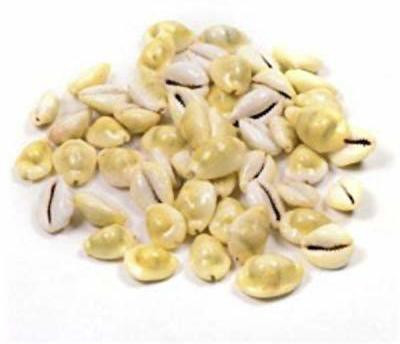 Astro Solution Hub Pooja Articles Yellow Kawri Kodi Peeli Cowrie Sea Shell, Set of 21 | Laxmi and Diwali Pooja Article Kaudi Shells (Natural Yellow) Set of 21 Decorative Showpiece  -  6 cm(Stone, Yellow, White)