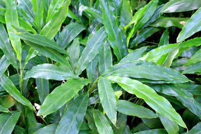 Aquinnah Graden Elaichi/Cardamom Plant(Hybrid, Pack of 1)
