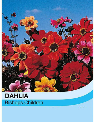 VibeX Dahlia Seed(20 per packet)