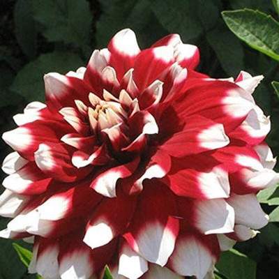 VibeX Dahlia Seed(100 per packet)