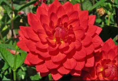 VibeX Dahlia Seed(50 per packet)