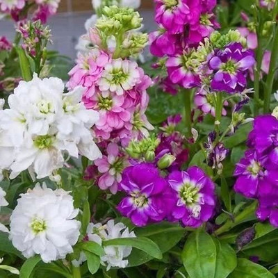 CYBEXIS Hybrid Stock Crimson Flower Seeds Seed(1 g)