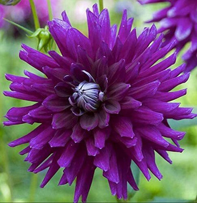 VibeX Dahlia Seed(50 per packet)