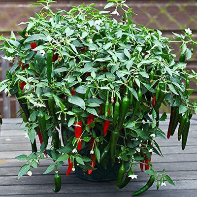 KANAYA Chilli Seed(80 per packet)