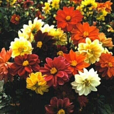 VibeX Dahlia Seed(20 per packet)