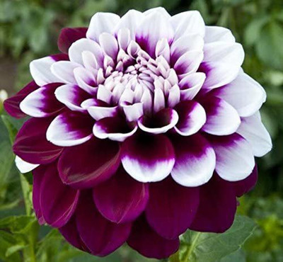 VibeX Dahlia flower Seed(20 per packet)