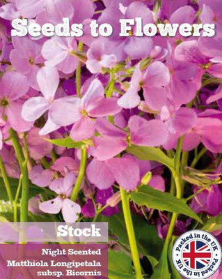CYBEXIS Night Scented Stock - MATTHIOLA LONGIEPETALA SUBSP. BICORNI Seed(1 g)