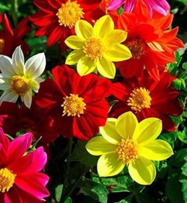 VibeX Dahlia 'Border' Dwarf Semi-Double Mix Seed(20 per packet)