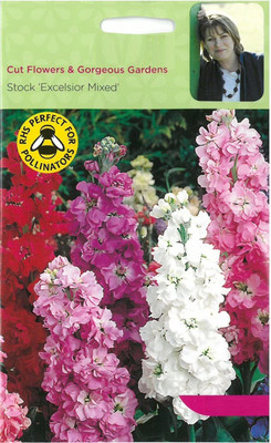 CYBEXIS F1 Hybrid Stock (Matthiola Incana Ten Week White) Seed(1 g)