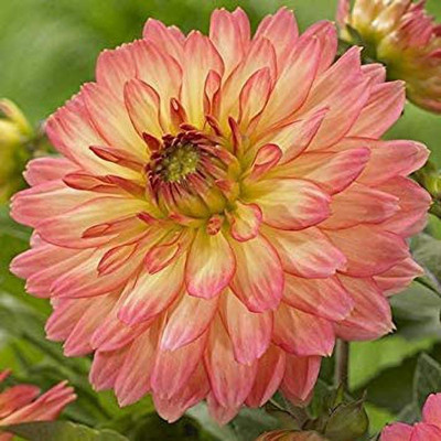VibeX Dahlia Seed(5 per packet)