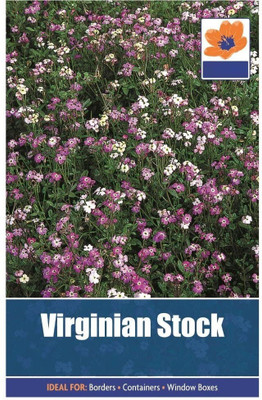 CYBEXIS Stock Night Scented Starlight Seed(50 per packet)