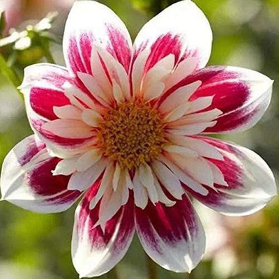 VibeX ® GBPT-832-Real Special White Dahlia Seed(25 per packet)
