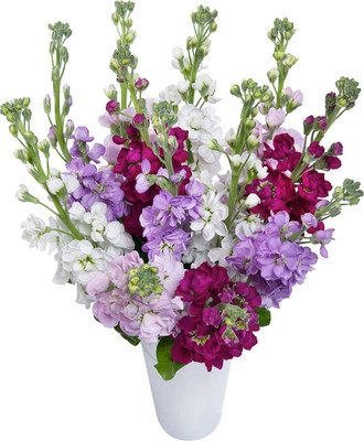 CYBEXIS Stock Mixed Flower Seed(1 g)