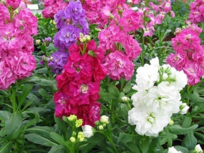 VibeX PAU-54-Stock Mix, Perfume Seed Gillyflower Night Scented Seed(100 per packet)