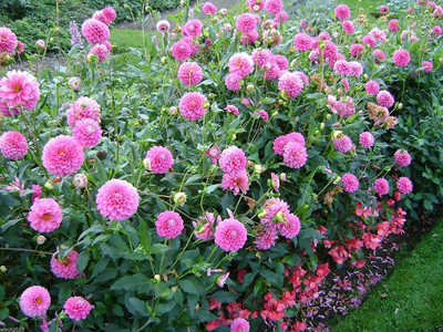 VibeX Dahlia Seed(50 per packet)