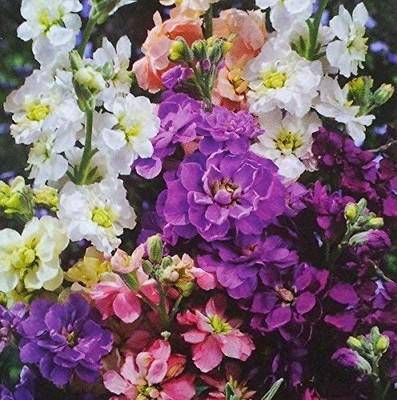 CYBEXIS Stock ‘Mixed Colours’ Seeds - Matthiola incana annua Seed(1 g)