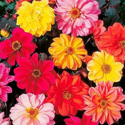 VibeX ™ ICRA-857-Dahlia Semi-Double Mix Seed(50 per packet)