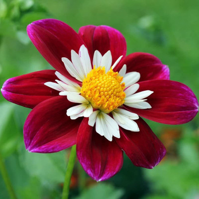 VibeX Dahlia variabilis Seed(20 per packet)