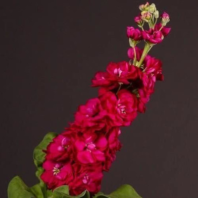 VibeX ™ PAU-27-Stock Crimson Flower Seeds Seed(100 per packet)