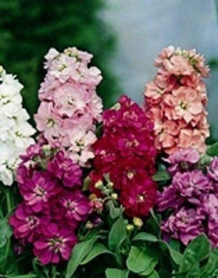 CYBEXIS Stock Brompton Mixed Seed(50 per packet)