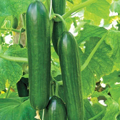 TRICONE Cucumber Seed(125 per packet)