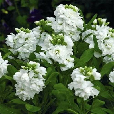 CYBEXIS Stock White (Matthiola Incana Ten Week) Seed(50 per packet)