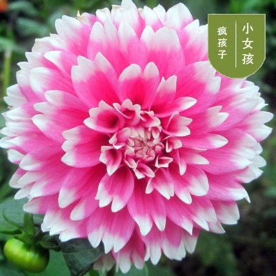 VibeX Dahlia Seed(5 per packet)