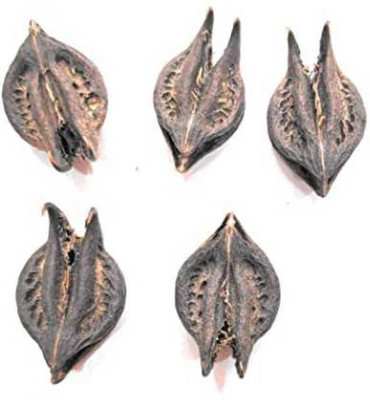 Lollafashion Bat Head Root Seed(5 per packet)