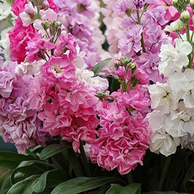 CYBEXIS Stock Flower Seeds Seed(1 g)