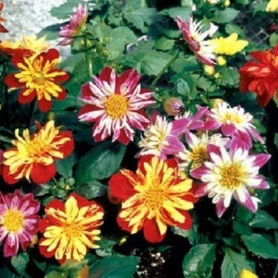 VibeX NBIR-972-Harlequin Mix Bi-Color Dahlia Flower Seeds Seed(100 per packet)