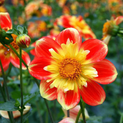 VibeX Dahlia Seed(20 per packet)