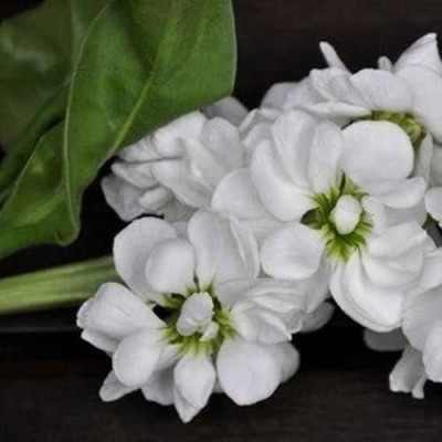 VibeX ™ PAU-96-Stock White Flower Seeds Seed(30 per packet)