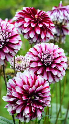 VibeX Dahlia Seed(50 per packet)