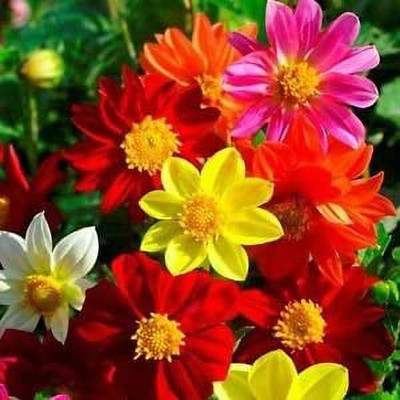 VibeX ™ PAU-1275-Dahlia Mignon Mix Flower Seeds (Dahlia Variabilis) Seed(20 per packet)