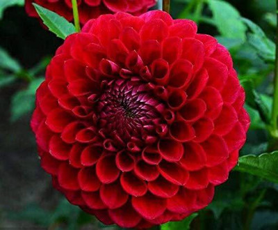 VibeX Dahlia Flower Seed(20 per packet)