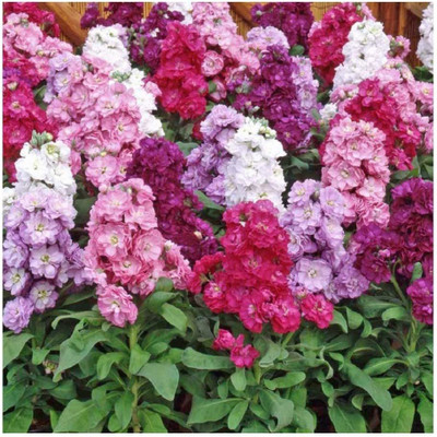 VibeX PAU-27-Stocks - Dwarf - Ten Week Mixed Seed(100 per packet)